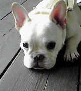 「FIELD DOGS GARDEN」で出会ったお友達
