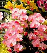 お花