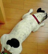 今日のマリミル