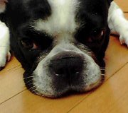 今日のマリミル