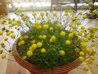 黄色い蛍？ 2009/04/09 13:41:49