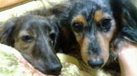 新年一発目 (*^-^)ﾉ 2009/01/01 00:35:30