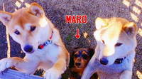 MARO頑張る 2009/01/25 19:59:31