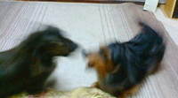 取っ組み合い 2009/02/03 20:43:01