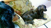 兄貴…弱っちいｯｽ(T^T) 2009/02/06 10:43:36
