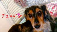ﾊﾞﾚﾝﾀｲﾝﾃﾞｨ (〃▽〃) 2009/02/14 22:04:38
