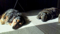 ワクチン接種　(T_T) 2009/03/19 12:48:23