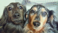 ベストショット　(*^□^*) 2009/03/25 16:37:38