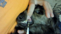 歯石除去 2009/05/06 09:50:56