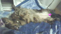 へそ天…練習中 2009/06/27 22:09:10