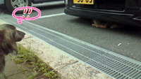 姫VS猫 2009/07/11 23:11:08