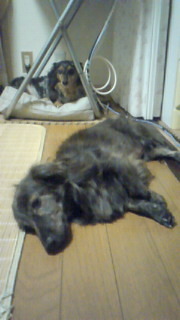 秋だね(*ymy*) 2009/08/24 22:21:32