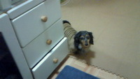 監視員…現れる(^-^) 2009/11/07 13:53:25