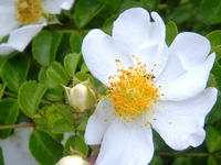 この花なあに？川へ。。。