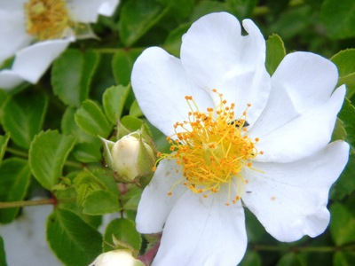 この花なあに？川へ。。。