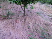 ナニガタガヤの草は５月になと自然に枯れます。 2012/05/26 20:28:40