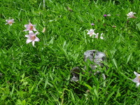 市川さんのササユリが咲きました。 2012/06/11 19:52:31