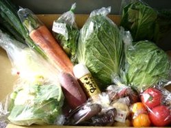 野菜セット