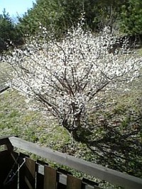春ですね 2010/02/07 12:20:33