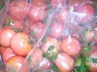 トマト 2009/09/18 15:00:47