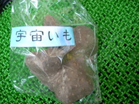 たくさんの初登場