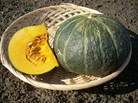 かぼちゃ 2009/11/10 16:51:32