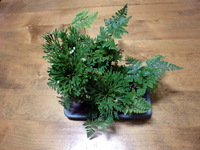 ステキな借り物 2011/09/21 12:39:55
