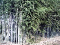 竹は大切な資源です 2009/11/18 23:51:53