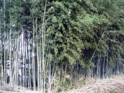 竹は大切な資源です