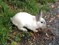 うさぎ追いしかの山♫ 2012/06/19 15:30:00