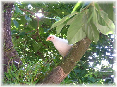 鳩が!!