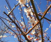 春♪