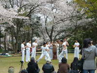 お花見の写真　その２ 2009/04/10 23:06:52