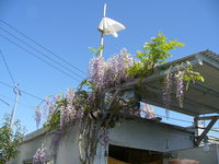 藤の花がもう！ 2009/04/16 23:36:32