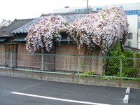きれいだと思いませんか？ 2009/04/29 19:50:39