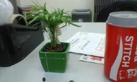 ミニ観葉植物 2007/03/20 19:16:48