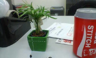 ミニ観葉植物