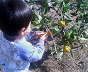 みかん狩り 2007/11/26 18:44:51
