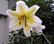 生後105日 2010/07/14 18:42:24