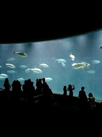 水族園 2008/11/10 21:53:09
