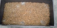 キノコ栽培その後・・・。