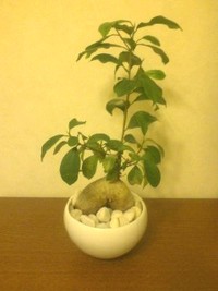 ガジュマルの木 2008/11/30 16:26:23