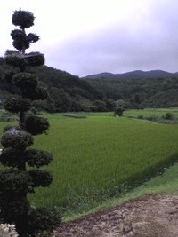 田園風景 2009/08/11 11:13:39