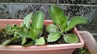 庭の木々・花