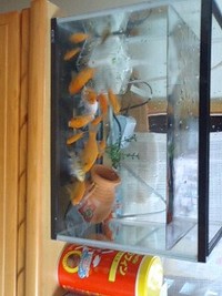 うちのペットのお家(^-^) 2008/11/03 22:29:52