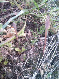 は～るがきぃた～、は～るがきぃた～♪ 2009/03/12 21:42:51