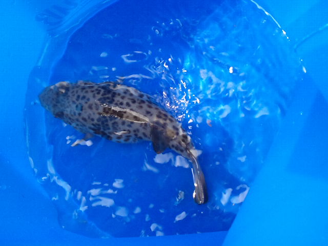 久しぶりの海釣り(o^∀^o)