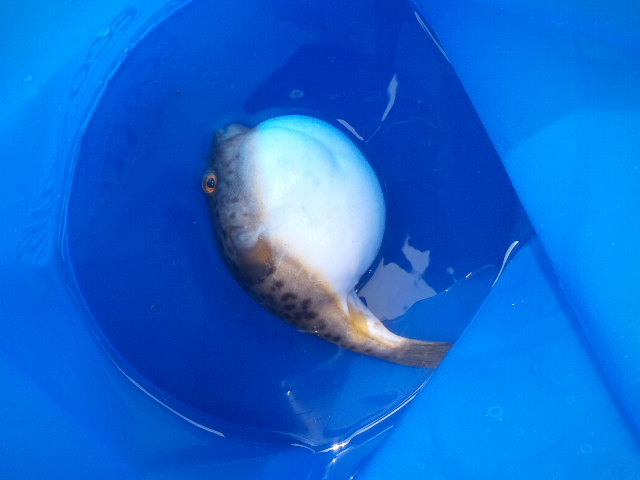 久しぶりの海釣り(o^∀^o)