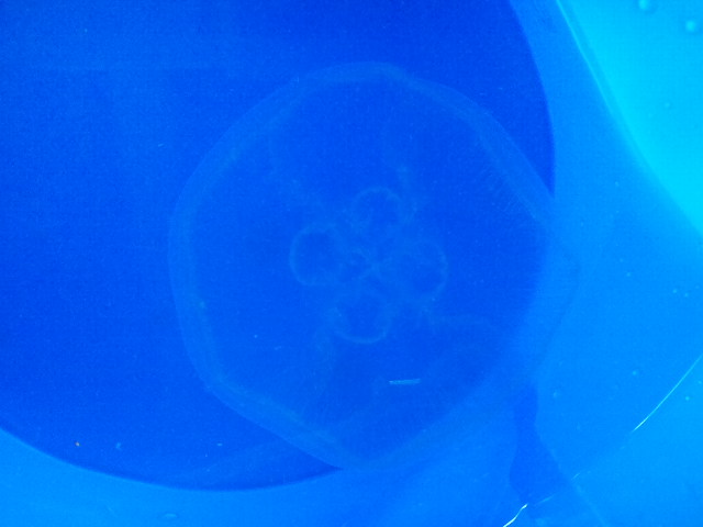 久しぶりの海釣り(o^∀^o)