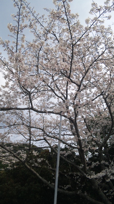 春だね〜o(^-^)o
